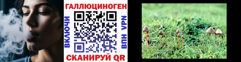где найти наркотики  Кирово-Чепецк  Псилоцибиновые грибы Psilocybine cubensis 